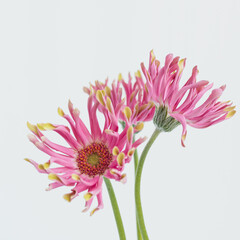 Elegant pink gerber flowers on white background. Aesthetic floral simplicity composition. Close up view flower