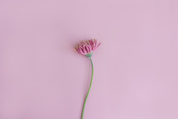 Beautiful pink gerber flower on pastel pink background. Aesthetic minimal floral composition