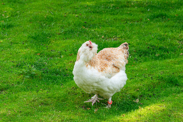 Beautiful German salmon chicken with open beak on the green meadow. Close up.
