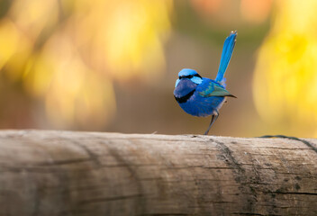 Splendid Fairywren perched on a fence