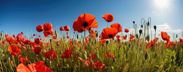Fototapeta na wymiar Close up beautiful banner red poppy flowers in summer in nature outdoors on sunny day against blue sky. Blooming poppies in wild. Ai generative.