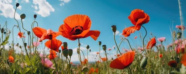 Obraz premium Close up beautiful banner red poppy flowers in summer in nature outdoors on sunny day against blue sky. Blooming poppies in wild. Ai generative.