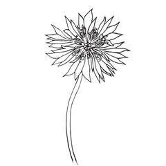Vector hand drawn Cornflower illustration , knapweed isolated on white, lineart flower, doodle sketch, Centaurea botanical herb for design herbal tea, organic cosmetic, natural medicine.