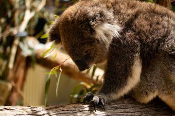 Koala sitting in a eucalyptus tree