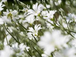 white spring flowers