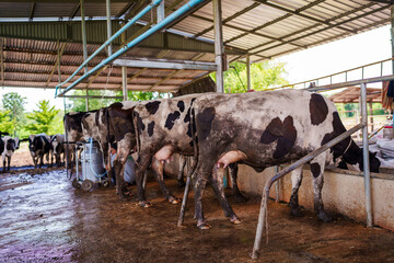 closeup group of cows at farmer milking a cow