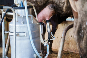 closeup Cow milking facility and mechanized milking equipment farmer milking a cow