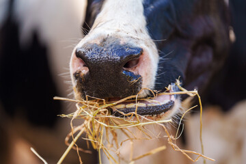 closeup group of cows at cowshed eating hay or fodder on dairy farm.