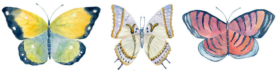 Set of Watercolor Butterflies on the White Background.