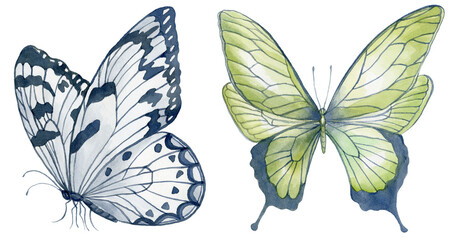 Set of Watercolor Butterflies on the White Background.
