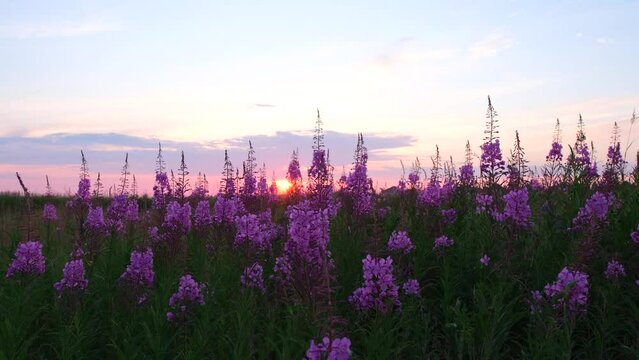 Willow-herb purple flowers in the sunlight at sunset. 
