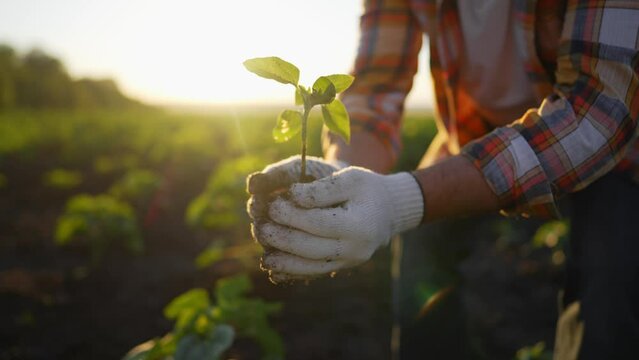 Farmer holding plant sprout in hands preparing planting in open ground on agricultural field. Spring works, replanting seedlings in farmland. Agricultural business concept. Hands in gloves at sunset.