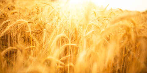 Golden wheat ears in sunny backlight. Agricultural background with short depth of field.