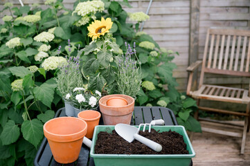 Front view of Fresh flowers in garden