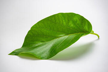 Obraz premium High angle view of fresh single green avocado leaf (Persea americana) isolated on white background.