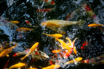 Koi fish of fortune will bring good things.