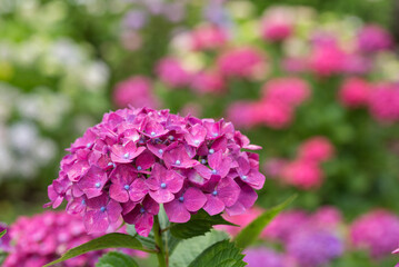 花のボケをバックに赤紫の紫陽花の花