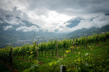 Blick auf Algund, Süstirol