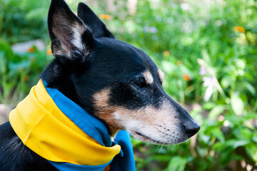 dog with ukrainian flag. pet in ukraine. Pet embracing Ukrainian identity by proudly holding the flag