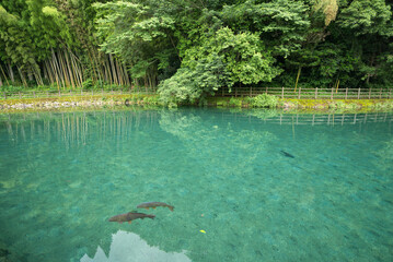 鯉の泳ぐ竹中池と緑の森