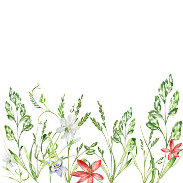 a set of watercolor bright illustrations. meadow grasses, flowers, clover. summer mood for the design of postcards, invitations, website design.