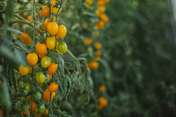 Yellow cherry tomatoes in a greenhouse cultivation for business