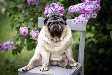 Close up portrait of a senior beige pug in lilac flowers