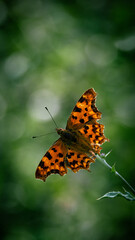 butterfly on flower