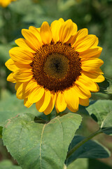 ひまわりの花・向日葵・夏
