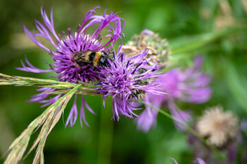 gros plan d'une abeille qui butine une fleur violette