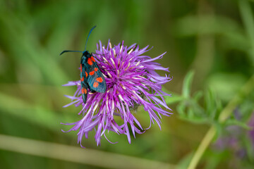 gros plan d'un insecte qui butine une fleur violette
