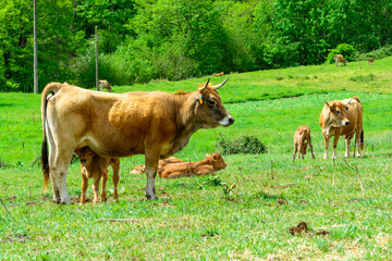 Brown Asturian cows, livestock with little calfs on green grass pasture, Picos de Europe, Los...