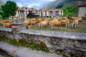 Brown Asturian cows, herd of cows is carried to  new pasture on mountain road, Picos de Europe, Los...