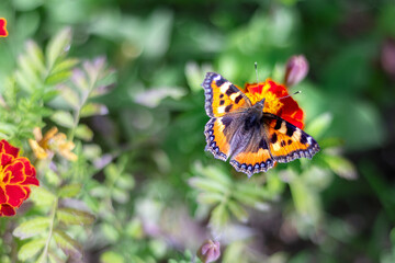 butterfly in shell of small turtle on Tagetes flowers. Collecting pollen and nectar on sunny summer day.
