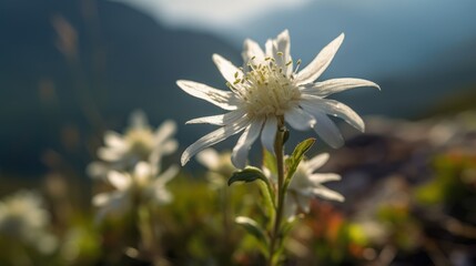 Edelweiss flower shot with macro high in the mountains