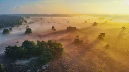 Zuiderheide National park Veluwe, purple pink heather in bloom, blooming heater on the Veluwe by...
