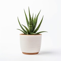 Cute mini Aloe plant in a pot white background depth.