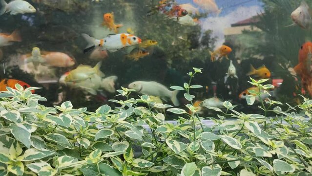 Video 4K of Minimalist glass fish pond in front of the house