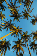 Obraz premium Palm plantation