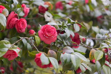 Background with dark pink flowers of Camellia japonica. Delicate Japanese camellia flowers look like rose flowers. Selective focus, blurred background