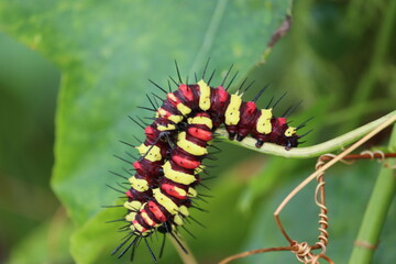Cambodia. Caterpillars are the larval stage of members of the order Lepidoptera (the insect order comprising butterflies and moths).