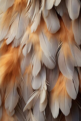 close up of feathers