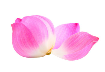 Fototapeta na wymiar lotus petal on transparent png