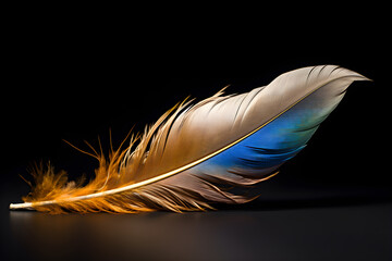 feather on black background