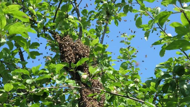A bee swarm flies out of the hive and concentrates in a ball on an apple tree. The concept of beekeeping and honey production.