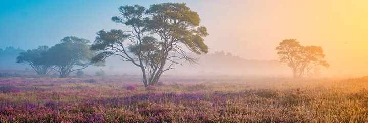 Zuiderheide National park Veluwe, purple pink heather in bloom, blooming heater on the Veluwe by...