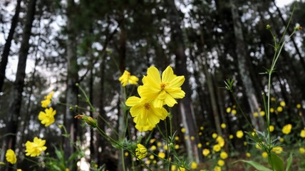 Cosmos sulphureus is a species of flowering plant in the sunflower family Asteraceae, also known as sulfur cosmos and yellow cosmos.