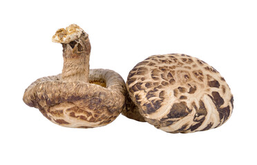 shiitake mushroom on transparent png