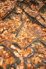 Dry orange autumn leaves in the forest