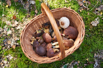 Basket with wild edible mushrooms in the forest